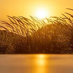 Sunshine *